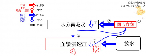 WaterIntakeDuringBasicFeedbackToWaterReabsorption-Jpn.jpg