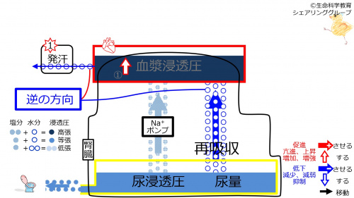 6-sweatReabsorption-control1.jpg