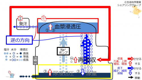 6-sweatReabsorption-control2.jpg