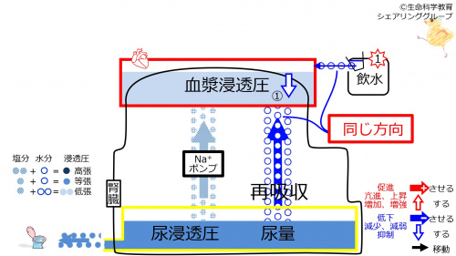 ReabsorptionAfterWater-Jpn.jpg