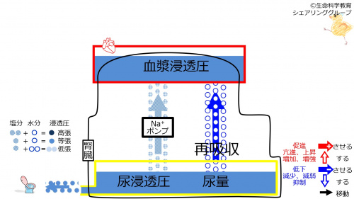 ReabsorptionBeforeWater-Jpn.jpg