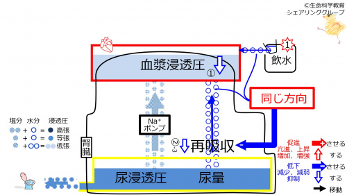 ReabsorptionControlStartAfterWater-Jpn.jpg