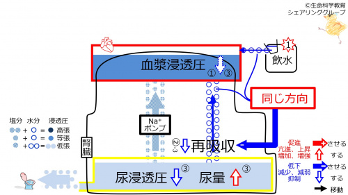 ReabsorptionDuringControlAfterWater-Jpn.jpg