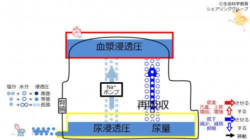 ReabsorptionbeforeSweating-Jpn.jpg