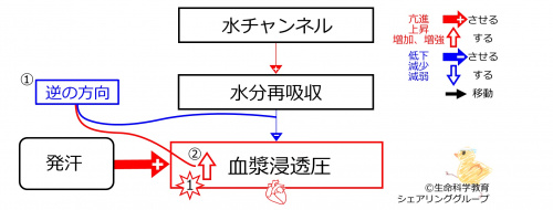 SweatingBeforeBasicFeedbackToWaterChannels-JPN.jpg