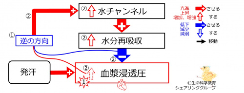 SweatingDuringBasicFeedbackToWaterChannels-JPN.jpg