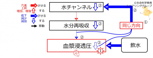 WaterIntakeDuringBasicFeedbackToWaterChannels-Jpn.jpg