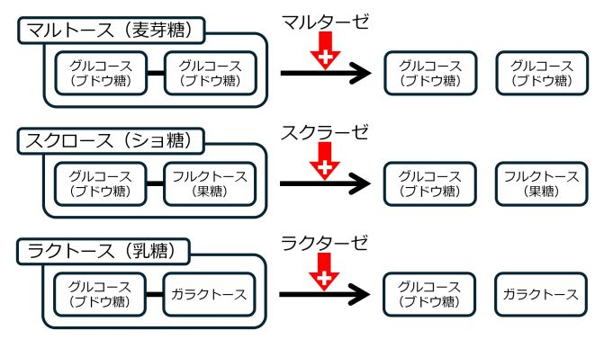 Disaccharidase-basic-Jpn.jpg