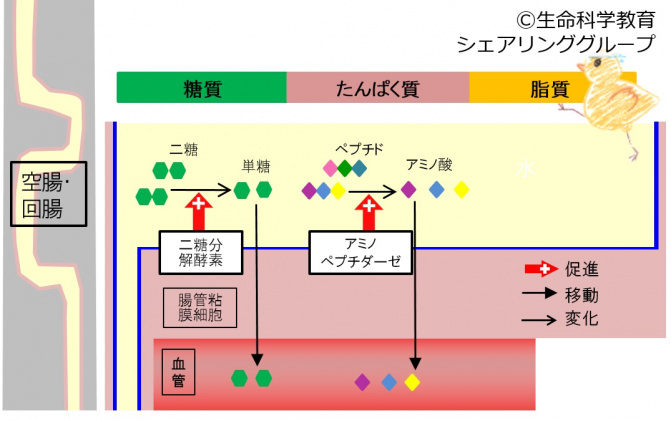 膜消化.jpg