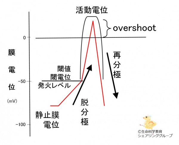 活動電位用語.jpg