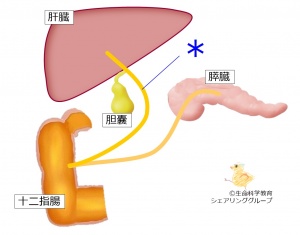 ./images/300px-総胆管クイズ.jpg