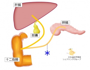 ./images/300px-膵管クイズ.jpg