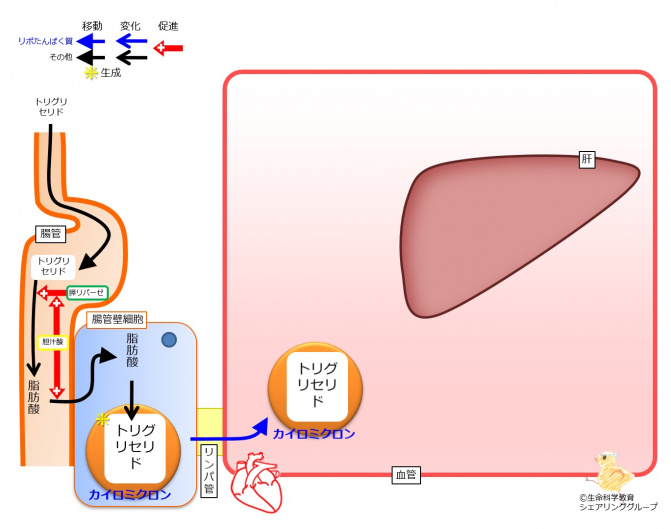 Chylomicron-generation-move.jpg