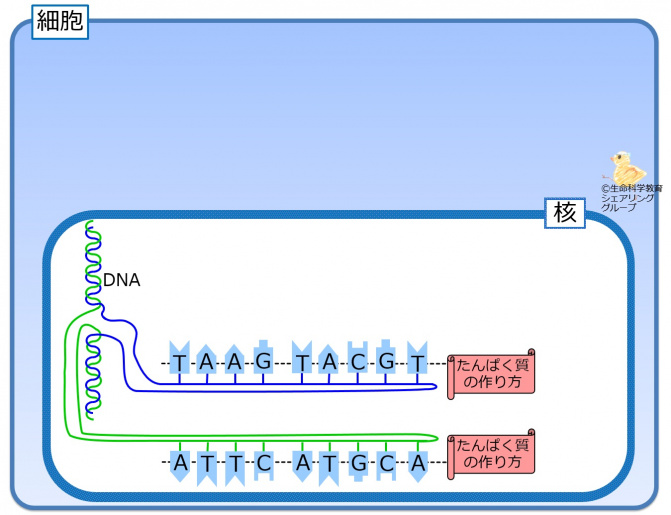 Dna bases equence.jpg