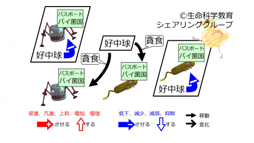 Neutrocyte-Phagocytosis-Intro-Jpn.jpg