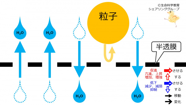 SemiPermeableMembrane-Jpn.jpg