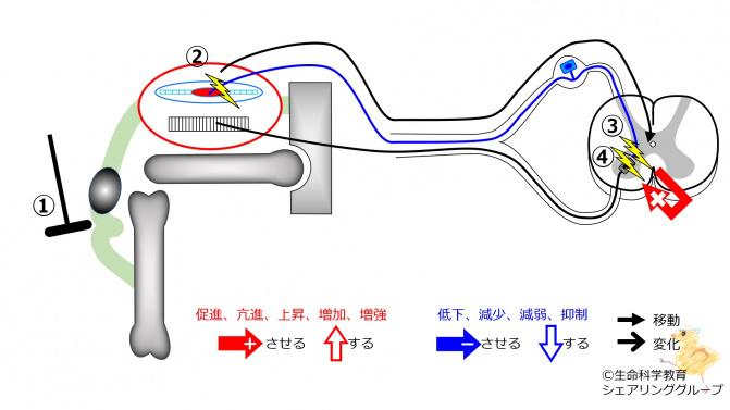筋と神経（準6級）/運動系/筋肉/骨格筋/骨格筋と神経/受容器/筋