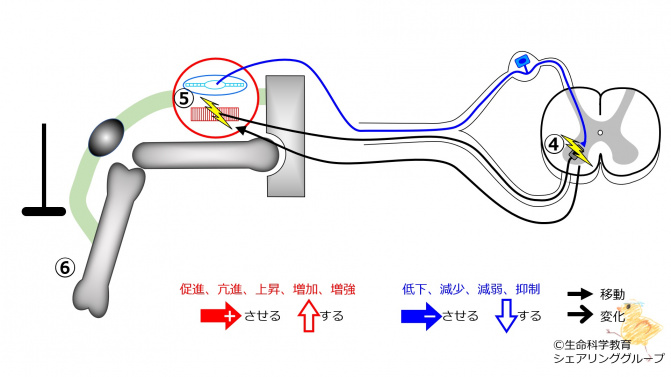 筋と神経（準6級）/運動系/筋肉/骨格筋/骨格筋と神経/受容器/筋