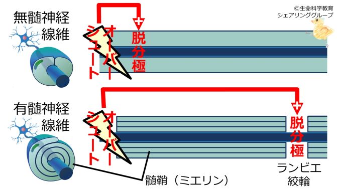 SaltatoryConduction-basic-Jpn.jpg