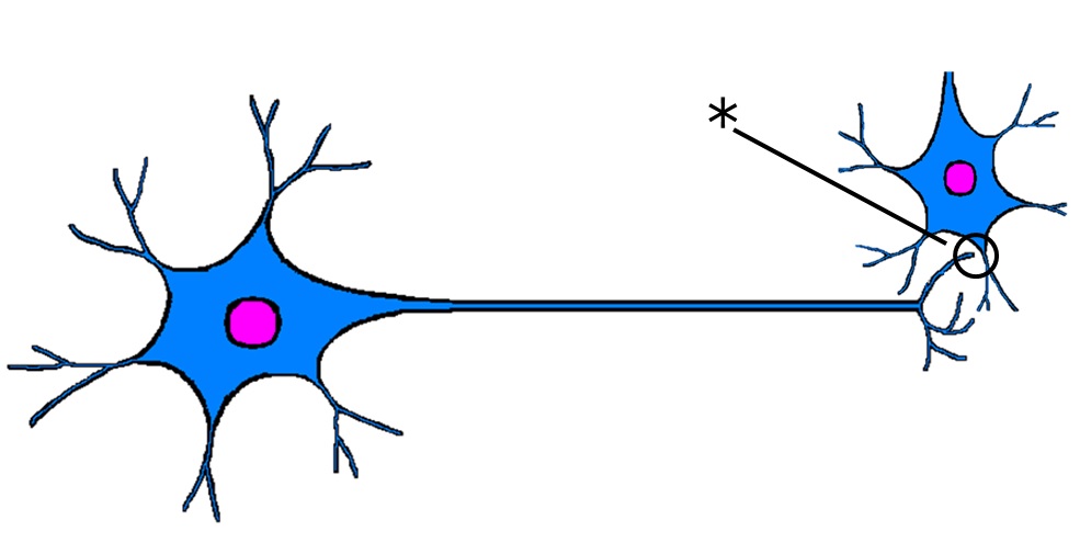 ./images/NeuronQ6.jpg
