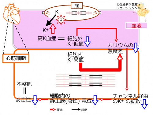 神経・筋のイオンチャンネル（チャネル）（6級）/神経系/総論
