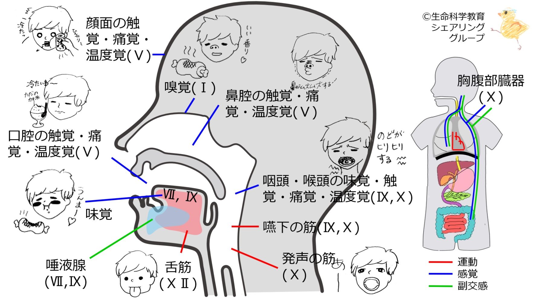 Amazon.co.jp: カラ-イラストで学ぶ神経症候学 : 平山 惠造: 本