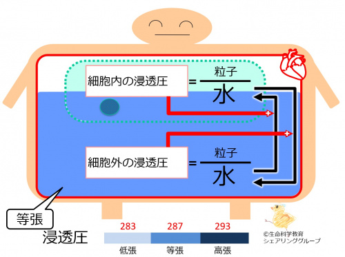 014-2/12|神経、電解質、物質の移動