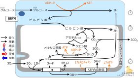 ./images/280px-クイズ_電子伝達系.jpg