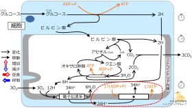 ./images/280px-クイズ_ATP合成酵素.jpg