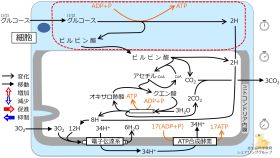 ./images/280px-Glycolysis-quiz.jpg