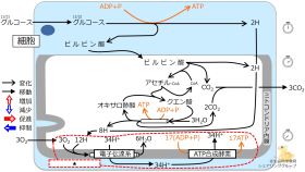 ./images/280px-Oxidativephosphorylationquiz.jpg