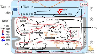 ./images/400px-エネルギー代謝_全体像5まとめ.jpg