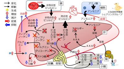 ./images/400px-肝不全まとめ.jpg