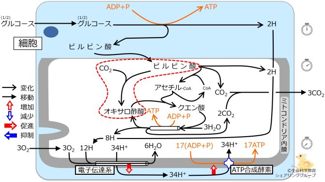 Effectofpyruvicacid.jpg