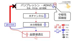 ./images/280px-CentralDiabetesInsipidus-Simple-Jpn.jpg