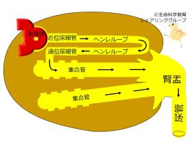 ./images/280px-Tubule_structure.jpg