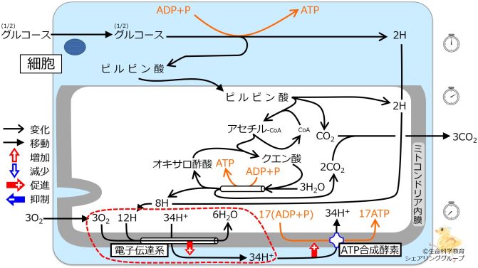 肥満/概論/エネルギー代謝/エネルギー代謝の全体像/電子伝達系 | 一歩