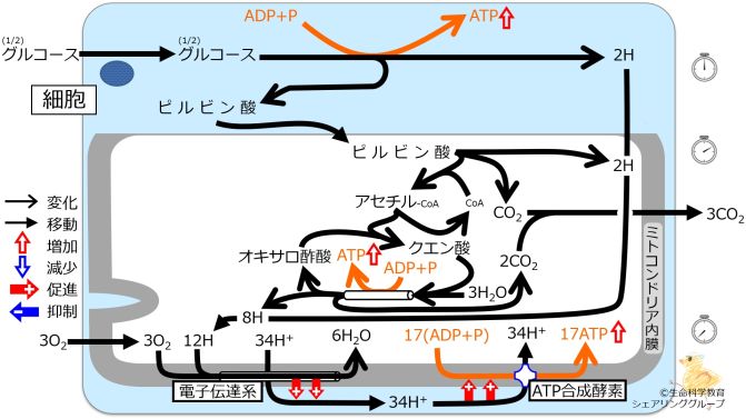 電解質異常/概論/エネルギー代謝/主な病的代謝/乳酸の蓄積 | 生命科学