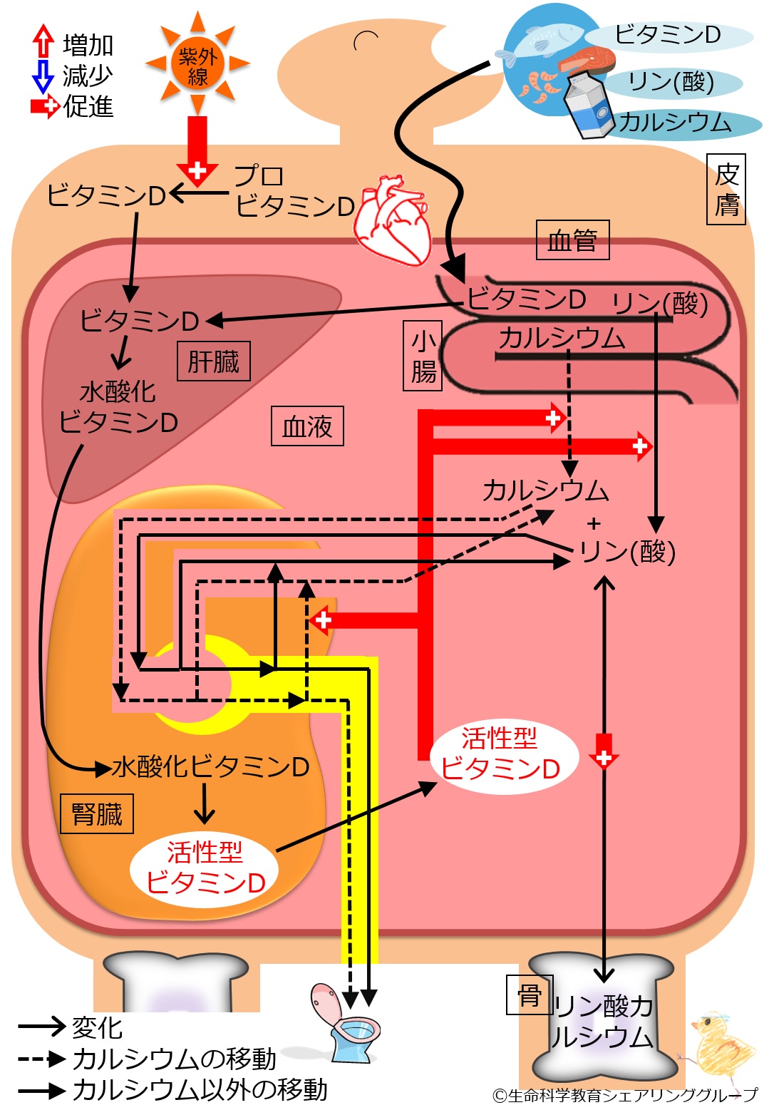 ビタミンＤと疾患 基礎の理解と臨床への応用  改訂版/医薬ジャ-ナル社/岡野登志夫（単行本） ビタミンDと疾患 基礎の理解と臨床への応用 改訂版/医薬ジャ