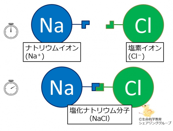 塩化ナトリウム分子.jpg