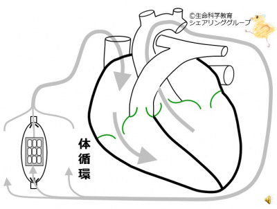 001-1/8|循環系