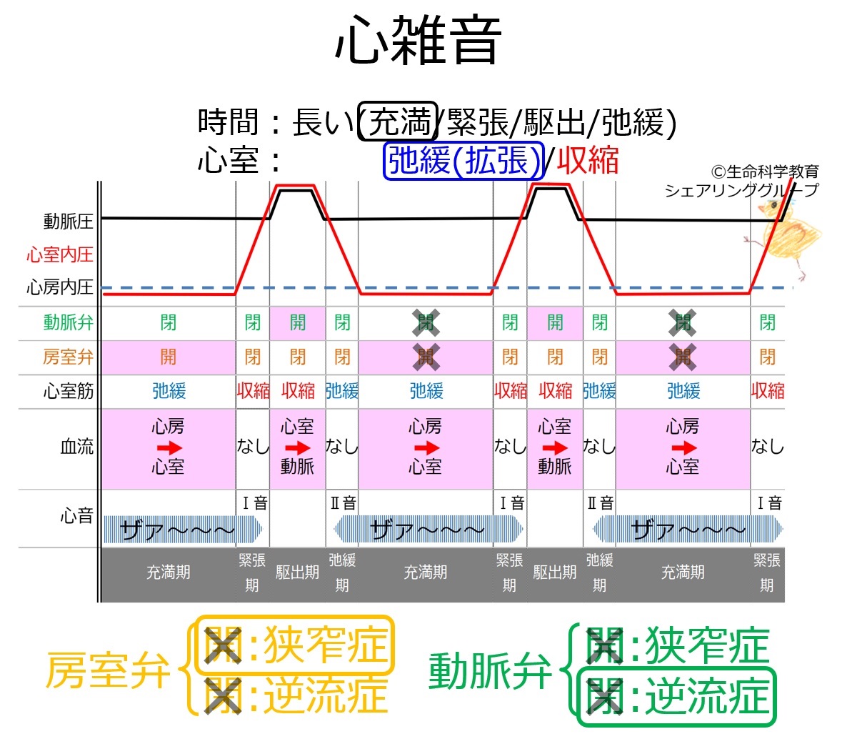 心雑音（準5級）/循環器系/心臓/心拍/心周期/心雑音/まとめ 一歩一歩学ぶ生命科学
