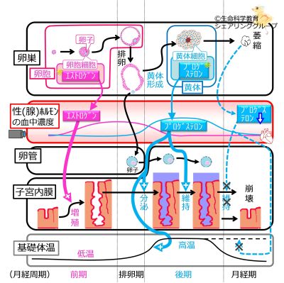 ./images/400px-MenstrualCycleSummaryOvaryCells_basic_Jpn.jpg