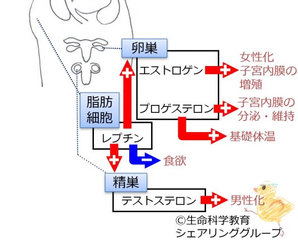 ./images/590px-レプチン-一言.jpg