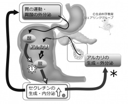 ./images/250px-Secretin-quiz03.jpg