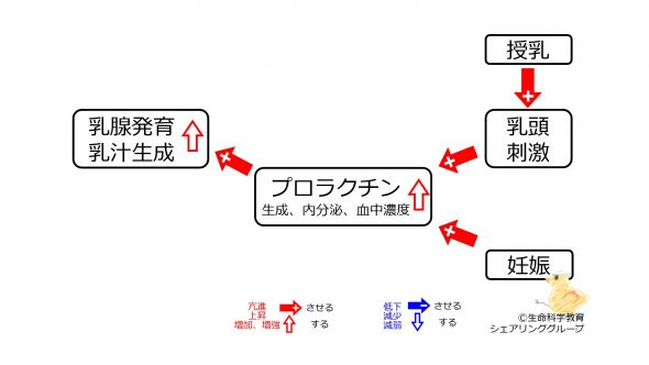 ./images/590px-プロラクチン分泌調節１の３.jpg