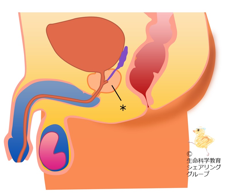 ./images/クイズ_前立腺.jpg