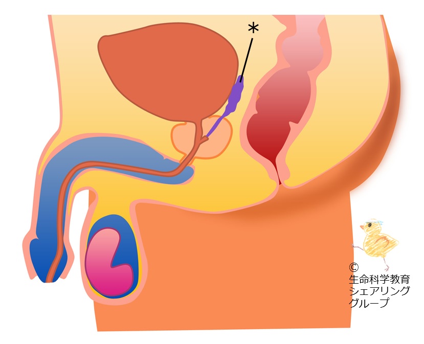 ./images/クイズ_精嚢.jpg