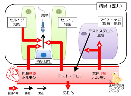./images/500px-TestisCellsRegulation.jpg