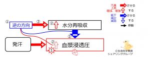 ./images/300px-SweatingDuringBasicFeedbackToWaterReabsorption-JPN.jpg